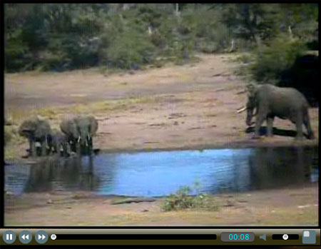 africam2 Elephant Cam